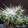 cumulopuntia_frigida